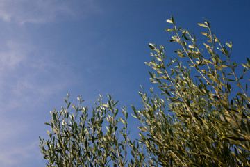 olive trees and natural background beautiful green scenery of olive farm