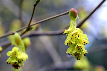 Gelbe Scheinhaselblüten