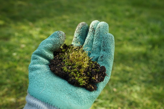 Gartenarbeit: Erde mit Vegetation in einer Hand mit Gartenhandschuh gehalten