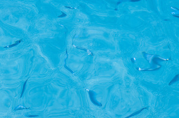 Fishes in a water. Blue clear sea. Transparent water abstract texture.