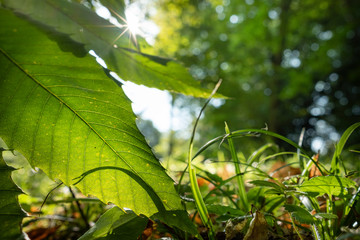 Beautiful rays of sunlight through colorful leafs in the early morning on a sunny autumn day