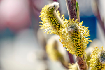 Yellow buds and fresh green young leaves on the tree branch. Easter background with selective focus