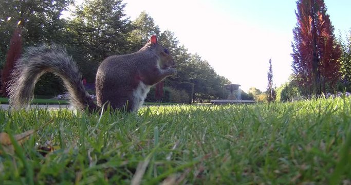 Ecureuil, Regent's Park, Londres