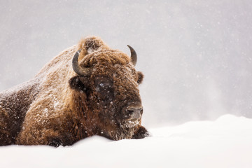 Bison or Aurochs in winter season in there habitat. Beautiful snowing