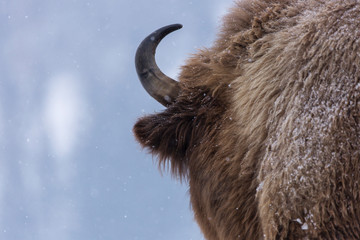 Bison or Aurochs in winter season in there habitat. Beautiful snowing