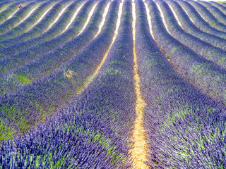 Fototapeta na wymiar Symmetrical rows of lavender and lavandin blooming in the fields of Provence.