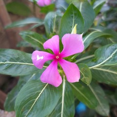 Beautiful Flower Picture