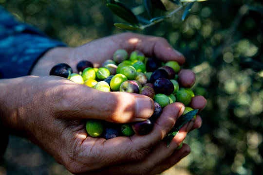close up photo of hands holding arbequina olives in olive farm with natural green background