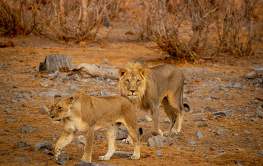 African Lion Pair