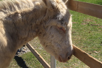 "Austrian Hungarian White Baroque Donkey (Barock Esel)" with blue eyes in Feldkirch, Vorarberg, Austria.