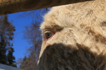 "Austrian Hungarian White Baroque Donkey (Barock Esel)" with blue eyes in Feldkirch, Vorarberg, Austria.