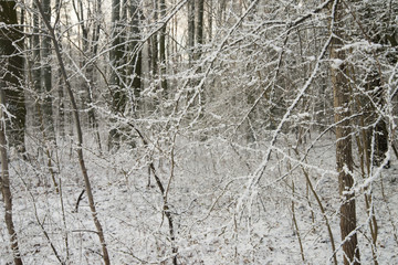 trees branches covered with snow
