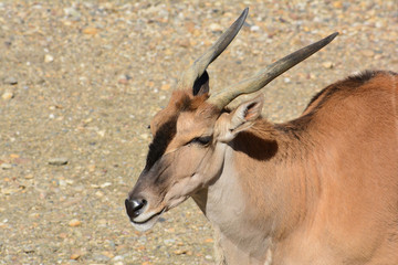 Portrait of Eland antelope in strong light