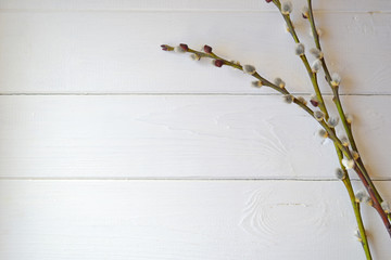 Pussy willow on a white background