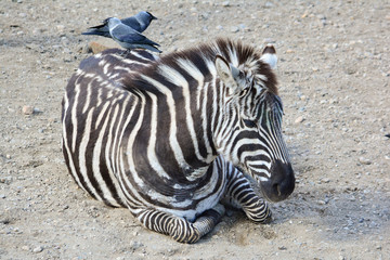 Fototapeta na wymiar A zebra lying with two jays on its back