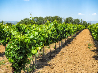 Fototapeta na wymiar Grapevines in vineyards of Provence