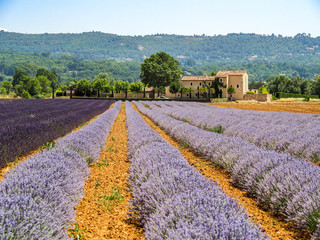 Fototapeta na wymiar Magnificent purple rows of lavender fields in Provence, France.