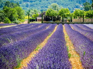 
Magnificent purple rows of lavender fields in Provence, France.