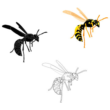 The wasp is made in three variations, line, silhouette, realism. Vector illustration