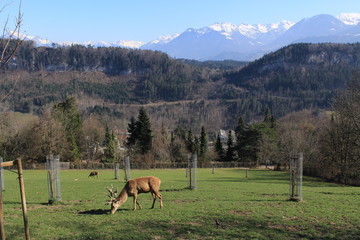 A deer grazing on the Austrian Alp mountains in Feldkirch, Vorarberg, Austria.