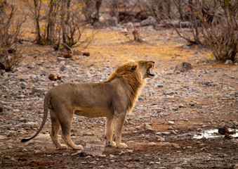 Obraz premium Male African Lion Smelling