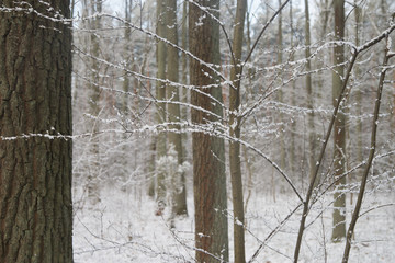 trees branches covered with snow