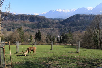 A deer grazing on the Austrian Alp mountains in Feldkirch, Vorarberg, Austria.