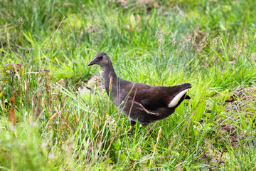 wild duck on the grass