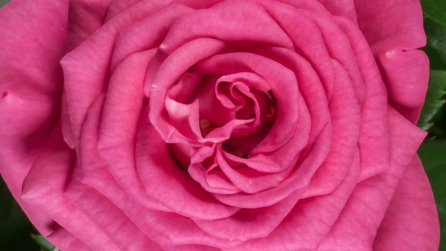 Timelapse of Pink Rose Growing Blossom From Bud to Big Flower Rotating on Green Leaves Background