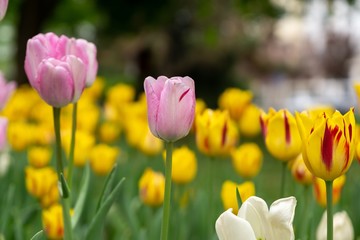 Obraz premium Tulip flowers and other spring flowers in grass in garden.