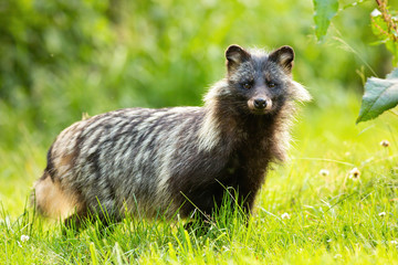 Horizontal composition of wild raccoon dog, nyctereutes procyonoides, standing on a green meadow...