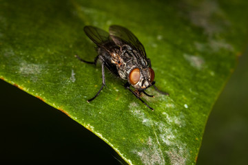 Macro photography fly on plant.