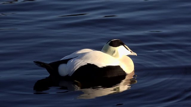 Eider duck close up on the water UK 4K