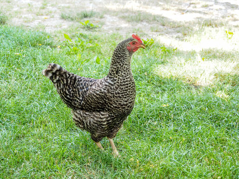 French hen in Provence, France, wanders through the lavender fields.