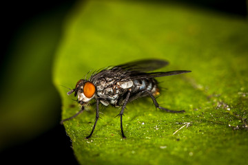 Macro photography fly on plant.