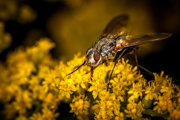 Macro photography fly on flowers.