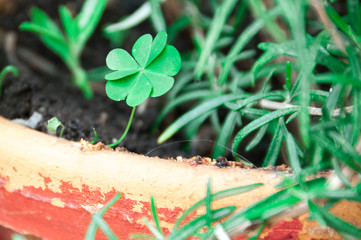 lucky clover in a pot