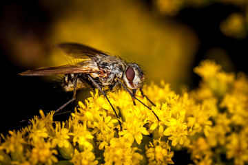 Macro photography fly on flowers.