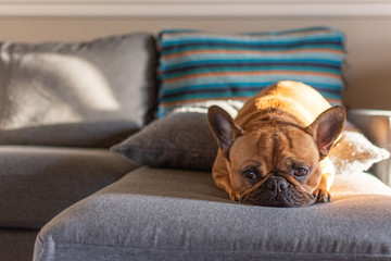 French bulldog resting in couch with sunset light 