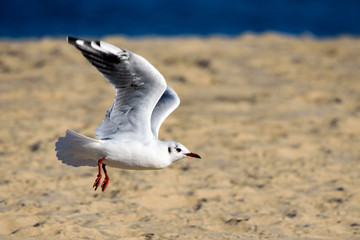 Mewa, fruwający ptak, morze, plaża © Zena