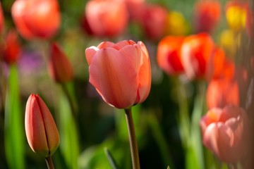 Fototapeta premium Tulip flowers and other spring flowers in grass in garden.
