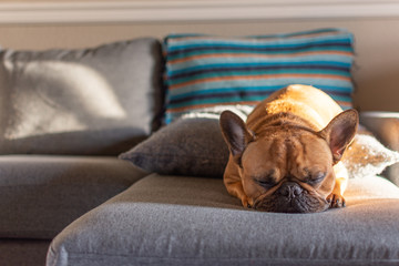 French bulldog resting in couch with sunset light 