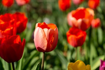Tulip flowers and other spring flowers in grass in garden.