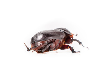 Beetles in nature ,Rhino beetle (Dynastinae) isolated on white background stock photo