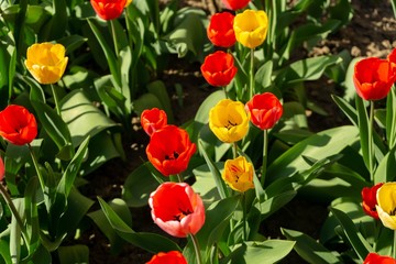 Tulip flowers and other spring flowers in grass in garden.