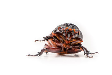 Beetles in nature ,Rhino beetle (Dynastinae) isolated on white background stock photo