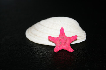 the sea shells on the black background