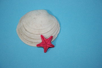 the sea shells on the blue background