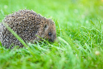 Western European Hedgehog in a green grass, close up.