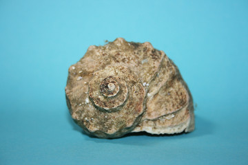 the sea shells on the blue background